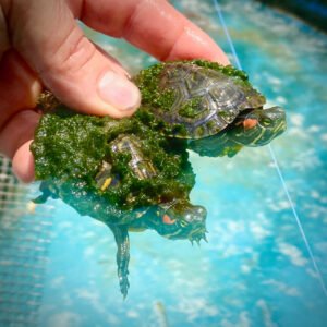 Mossy Red Eared Sliders