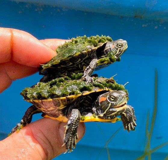 Mossy Red Eared Sliders - Image 2