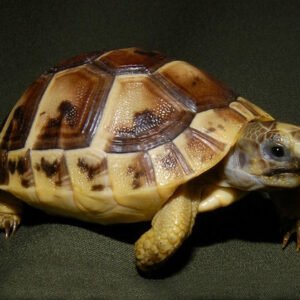 Greek Tortoise Online Breeders