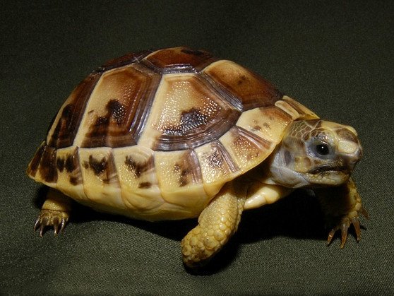Greek Tortoise Online Breeders