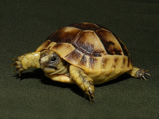 Greek Tortoise Online - Image 3