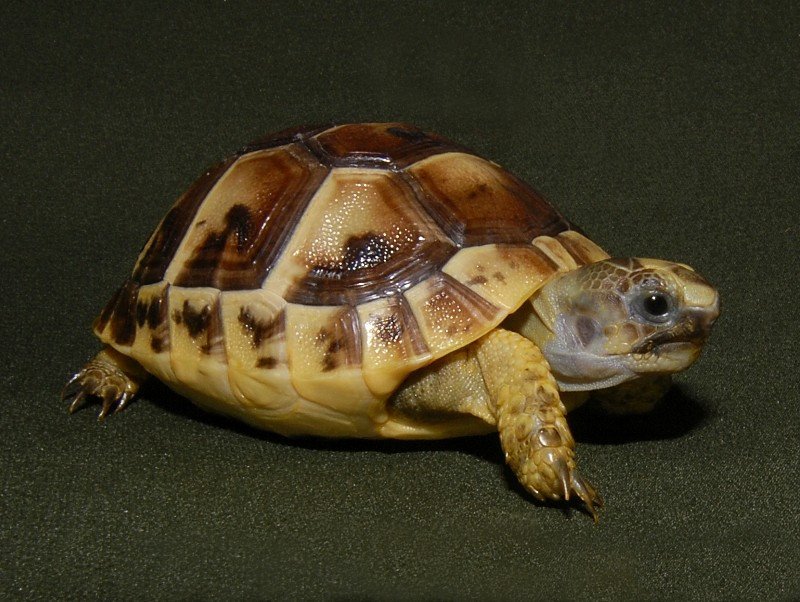 Greek Tortoise Online - Image 2