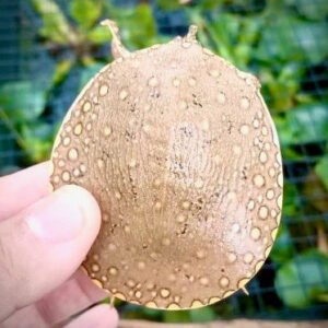 Nile Softshell Turtle - Garden Pond Sizes