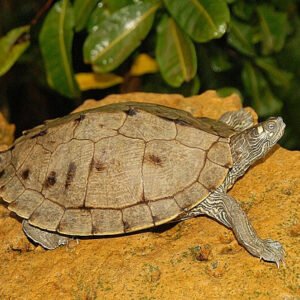 Ouachita Map Turtle