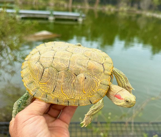 Paradox Albino Red Eared Slider - Garden Pond Sizes - Image 3