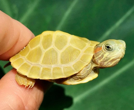 Paradox-Lime Phase Albino Red Eared Slider - Image 2