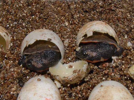 Pink Belly Snapper - Image 2