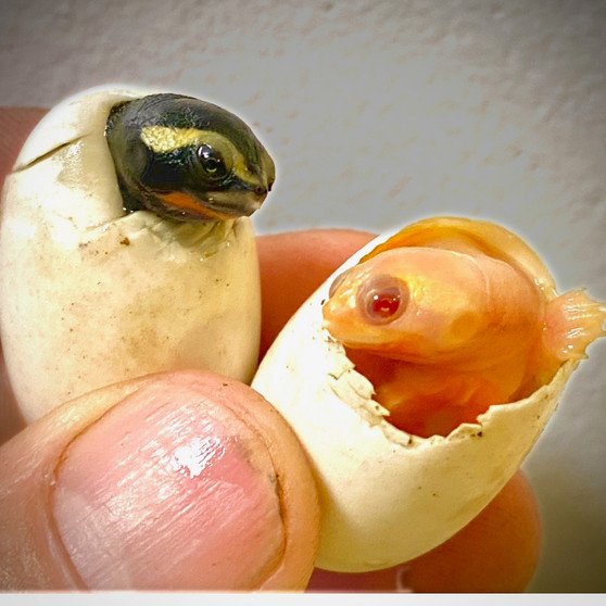 Albino Pink Belly Side Necked Turtle - Image 2