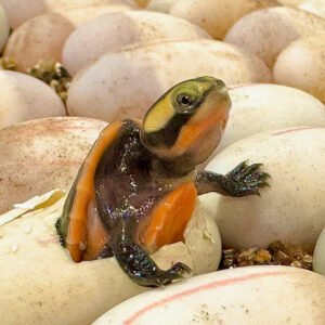 Pink Belly Side Necked Turtle