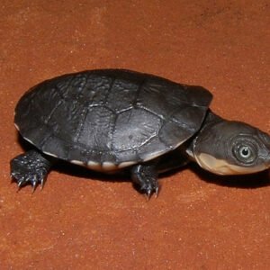 African Helmeted Turtle