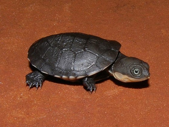 African Helmeted Turtle