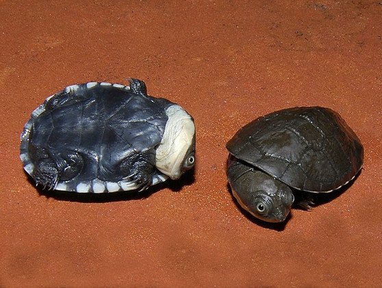 African Helmeted Turtle - Image 3