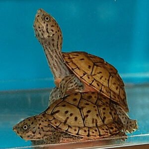 Razorback Musk Turtle