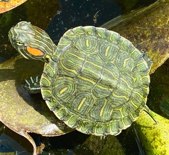 Red Eared Slider Yearling - Image 2