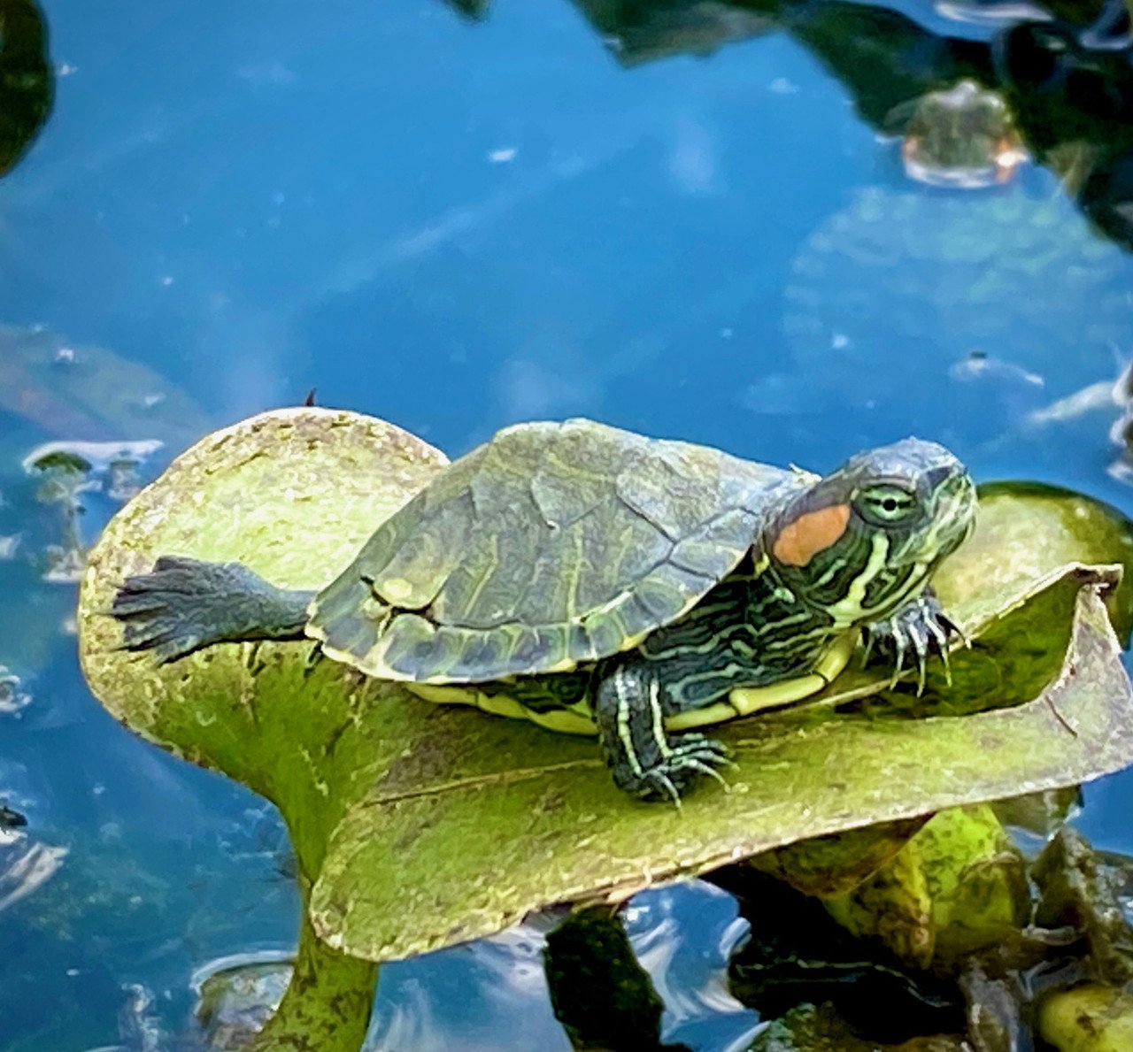 Red Eared Slider Yearling - Image 3