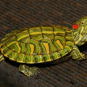 Rio Grande Red Eared Slider