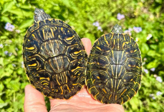 Rio Grande Red Eared Slider - Garden Pond Sizes - Image 2