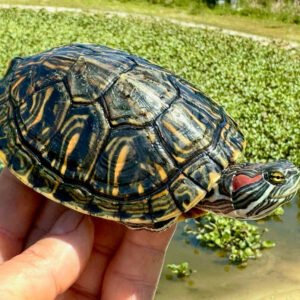 Rio Grande Red Eared Slider - Garden Pond Sizes