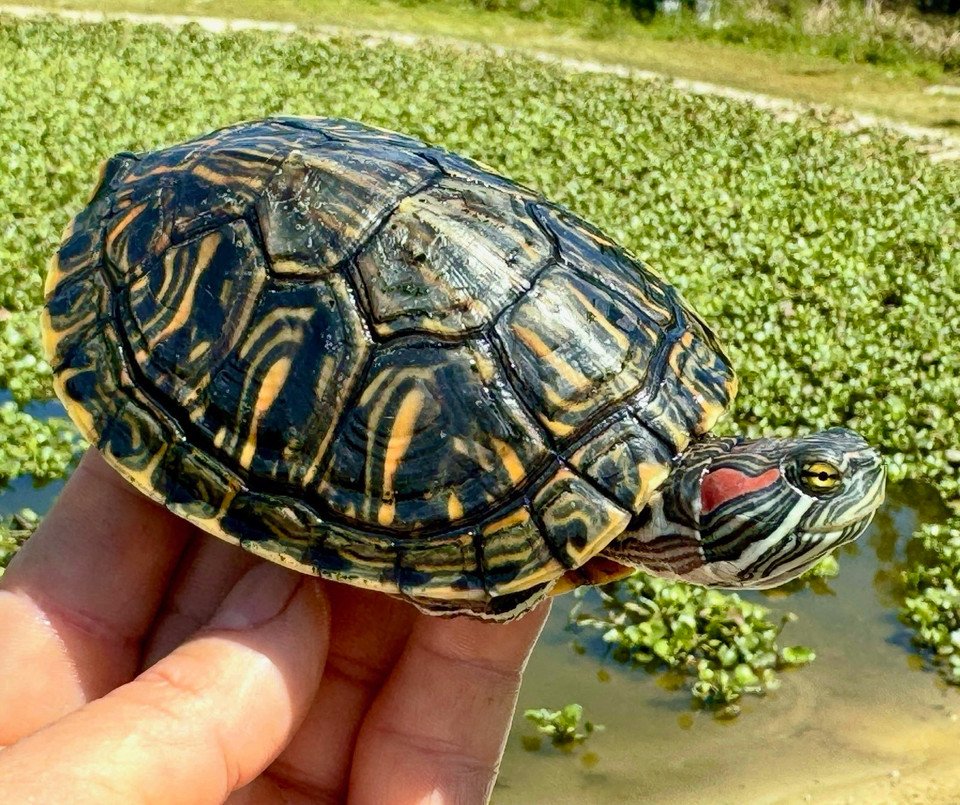 Rio Grande Red Eared Slider - Garden Pond Sizes