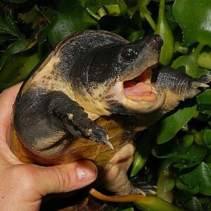 Chiapas Giant Musk Turtle