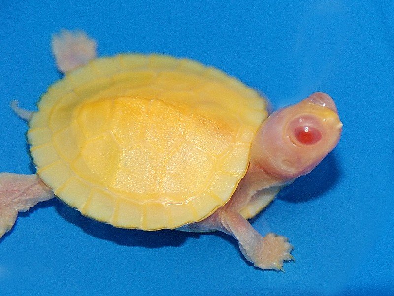 Snow Albino Red Eared Slider - Image 2