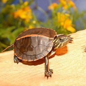 Wide Striped Southern Painted Turtle