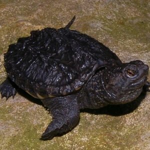 Common Snapping Turtle