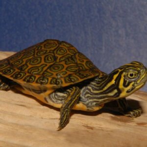 Southern River Cooter