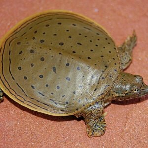Spiny Softshell Turtle