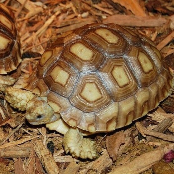 Sulcata Tortoise - Adult - Image 3