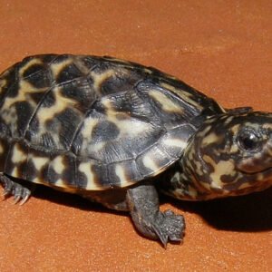 Mexican Giant Musk Turtles