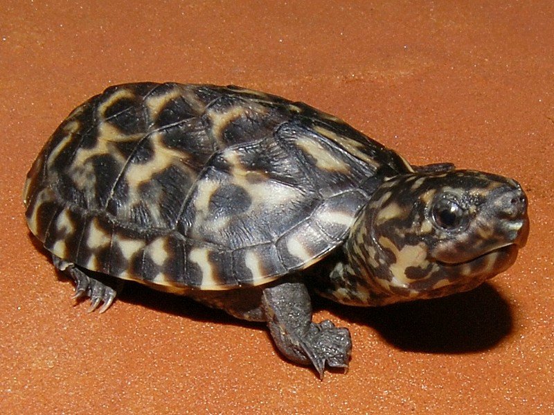 Mexican Giant Musk Turtles