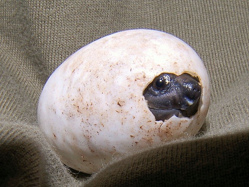 Mexican Giant Musk Turtles - Image 2