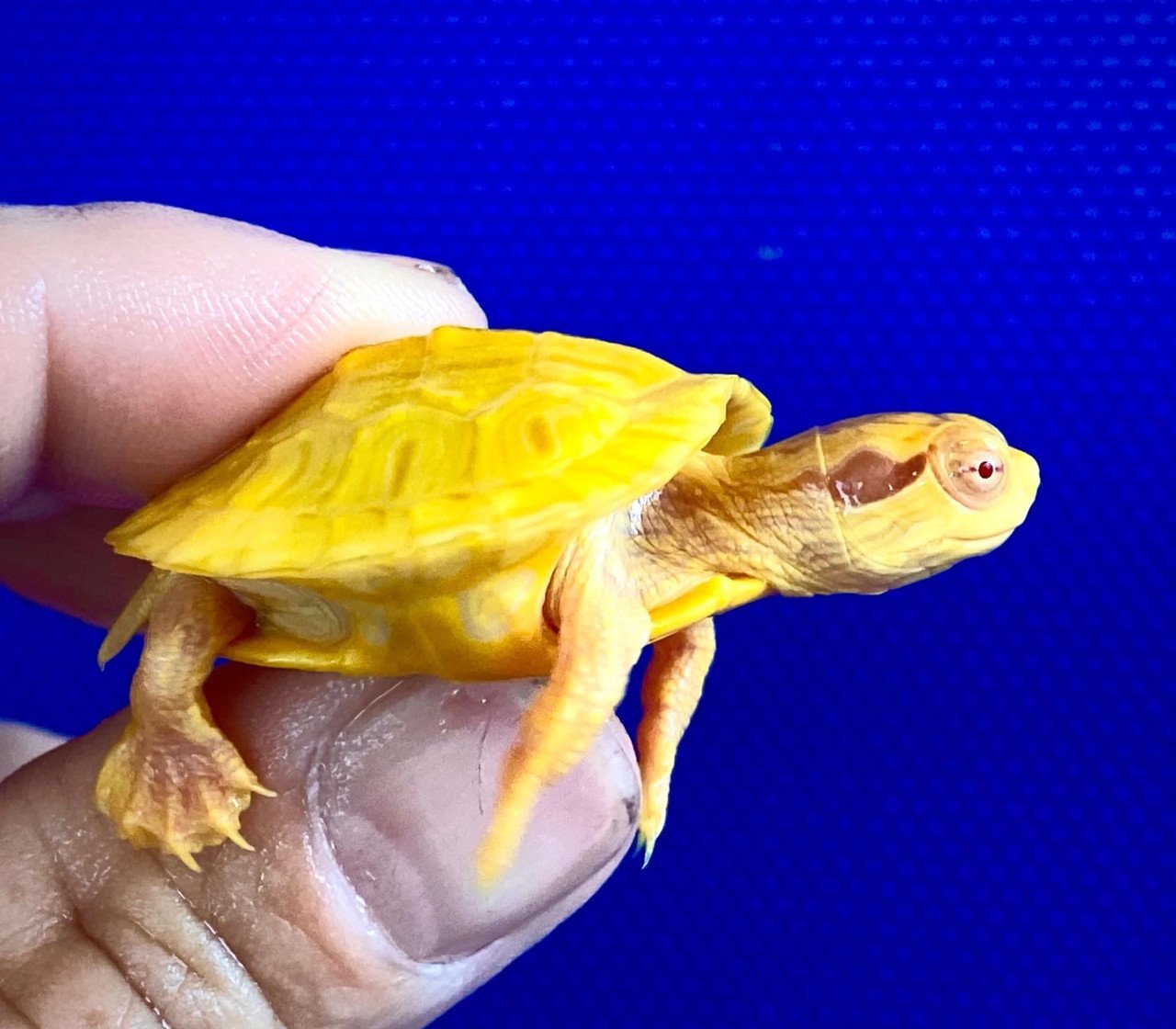 Tiger Albino Red Eared Slider - Image 3