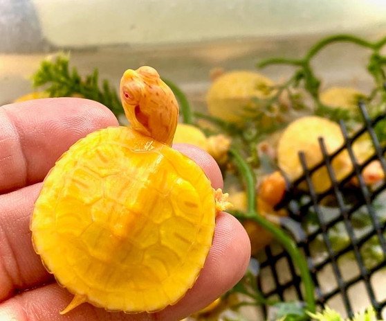 Tiger Albino Red Eared Slider - Image 2