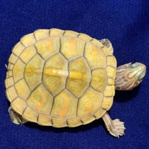 T-Positive Albino Florida Red Belly