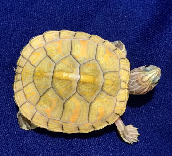 T-Positive Albino Florida Red Belly