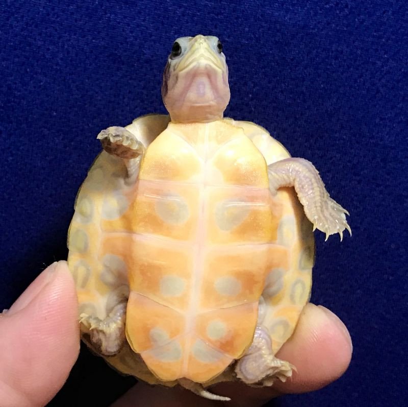 T-Positive Albino Florida Red Belly - Image 2