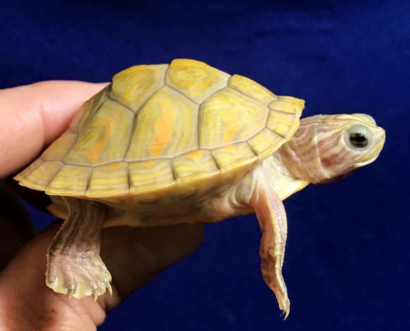 T-Positive Albino Florida Red Belly - Image 3