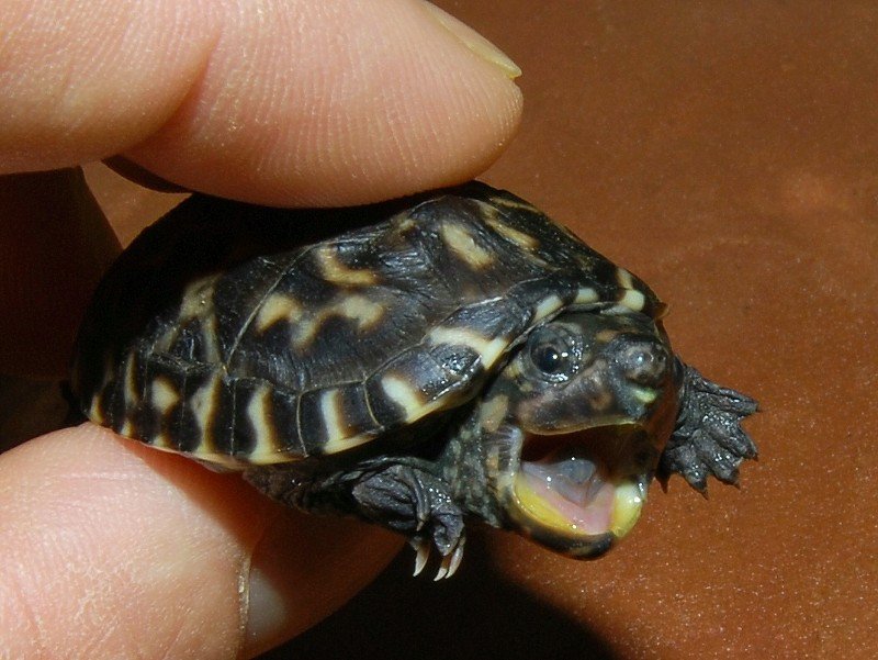 Mexican Giant Musk Turtles - Image 3