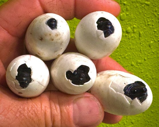 Mexican Giant Musk Turtles - Image 4