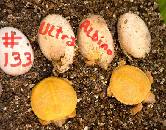 Ultra Albino Red Eared Slider - Image 2