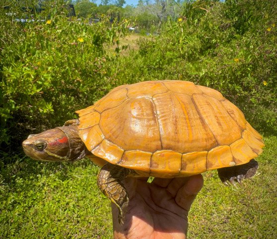 Ultra Albino Red Eared Slider - Image 3
