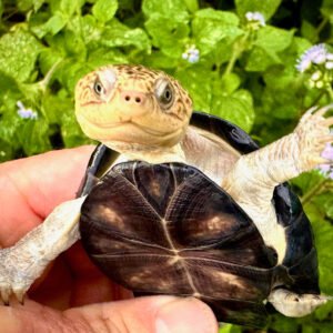 How To Get Upembae Mud Turtle Online