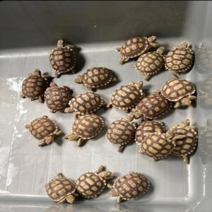 Where To buy a Patterened Sulcata