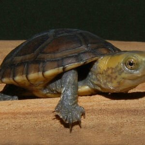 White Lipped Mud Turtle