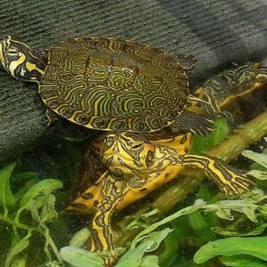 Yellow Bellied Slider - Garden Pond Sizes