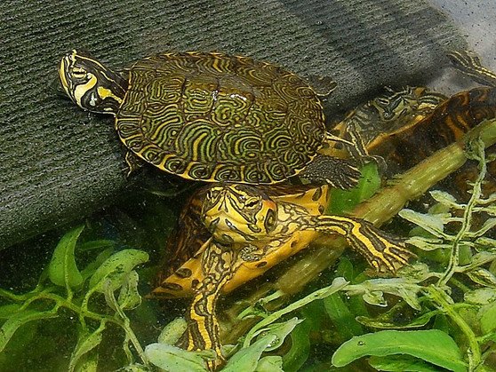 Yellow Bellied Slider - Garden Pond Sizes