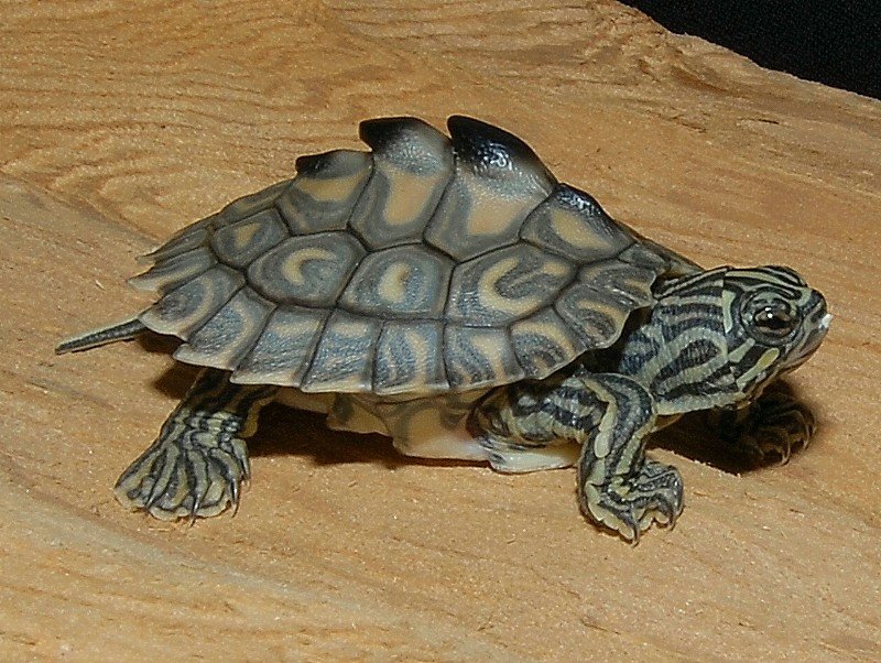 Yellow Blotched Map Turtle - Image 3