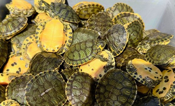 Yellow Bellied Slider - Garden Pond Sizes - Image 2